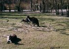 2003032233 blijdorp kangaroos